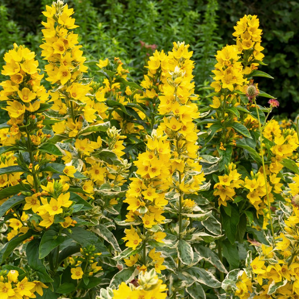 Lysimachia punctata Alexander - Gilbweiderich