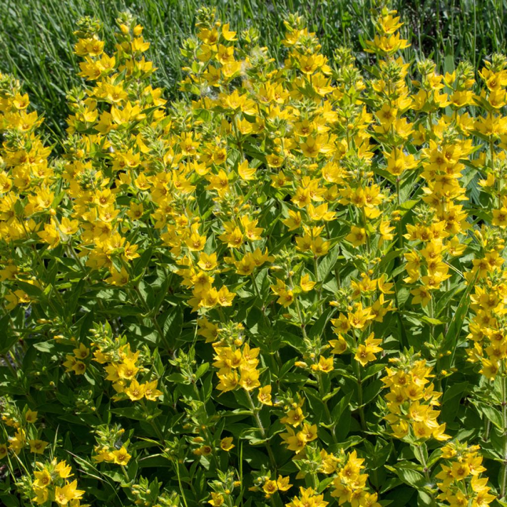 Lysimachia punctata - Gilbweiderich