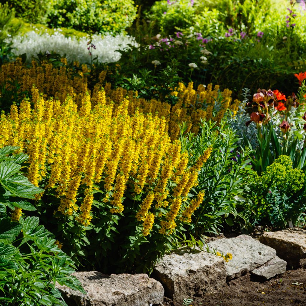 Lysimachia punctata - Gilbweiderich