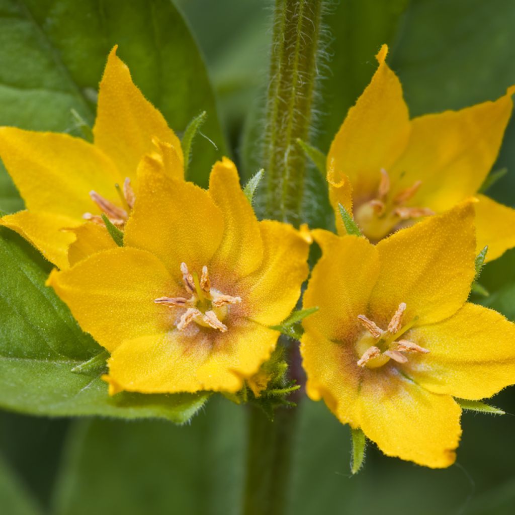 Lysimachia punctata - Gilbweiderich