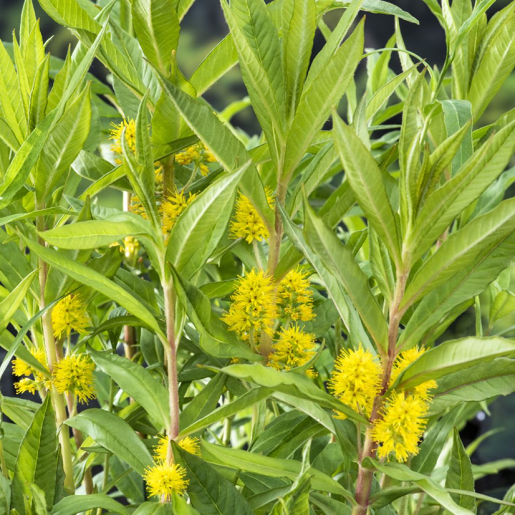 Lysimachia thyrsiflora - Straußblütiger Gilbweiderich