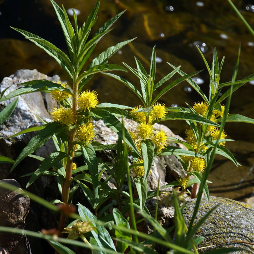 Lysimachia thyrsiflora - Straußblütiger Gilbweiderich