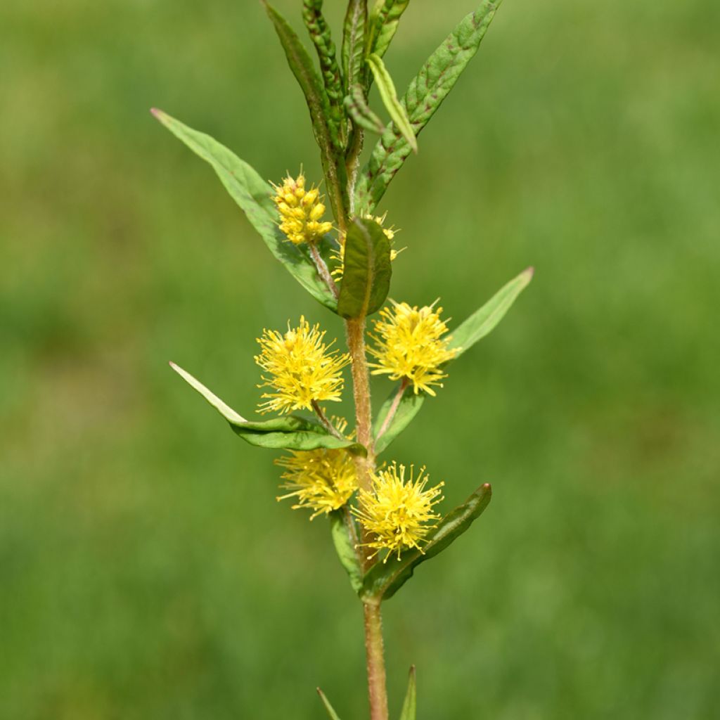 Lysimachia thyrsiflora - Straußblütiger Gilbweiderich