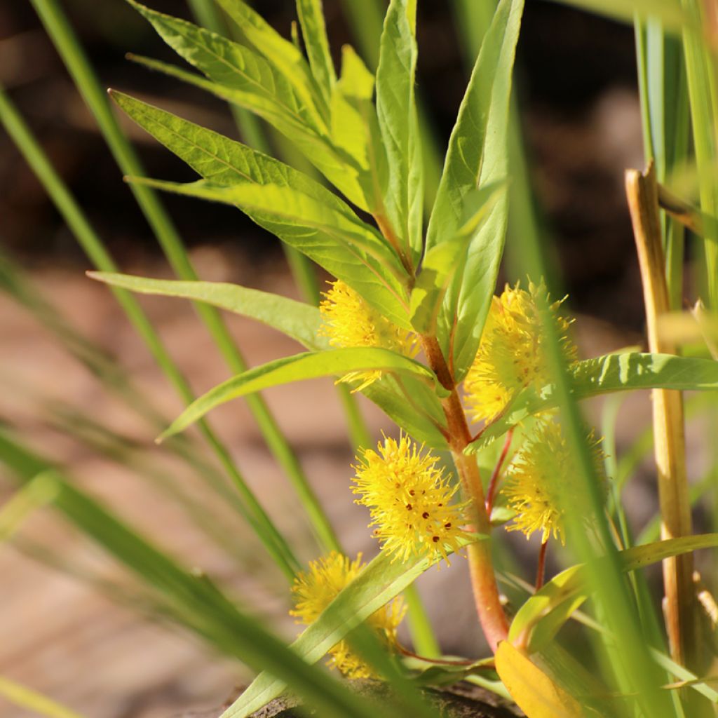 Lysimachia thyrsiflora - Straußblütiger Gilbweiderich