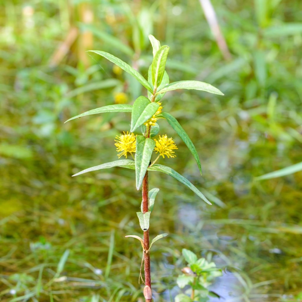 Lysimachia thyrsiflora - Straußblütiger Gilbweiderich