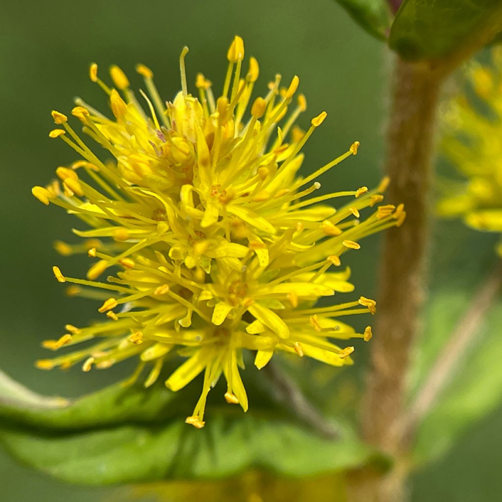 Lysimachia thyrsiflora - Straußblütiger Gilbweiderich