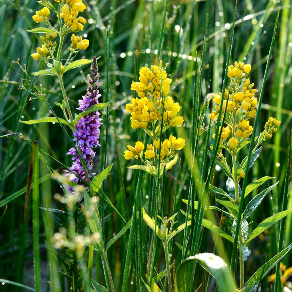 Lysimachia vulgaris - Gewöhnlicher Gilbweiderich