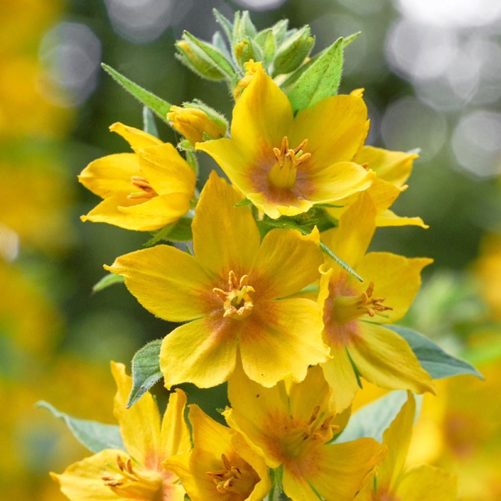 Lysimachia vulgaris - Gewöhnlicher Gilbweiderich