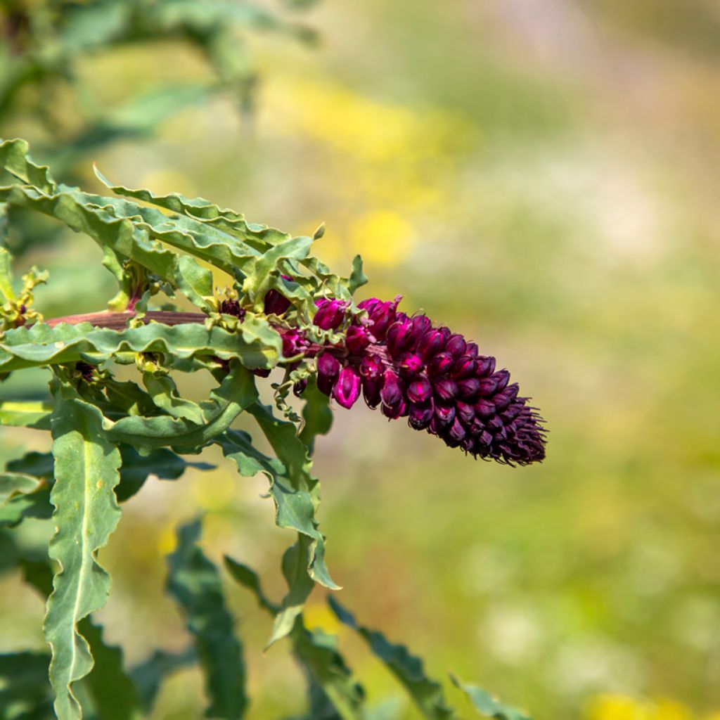 Lysimachia atropurpurea Beaujolais - Purpurroter Gilbweiderich