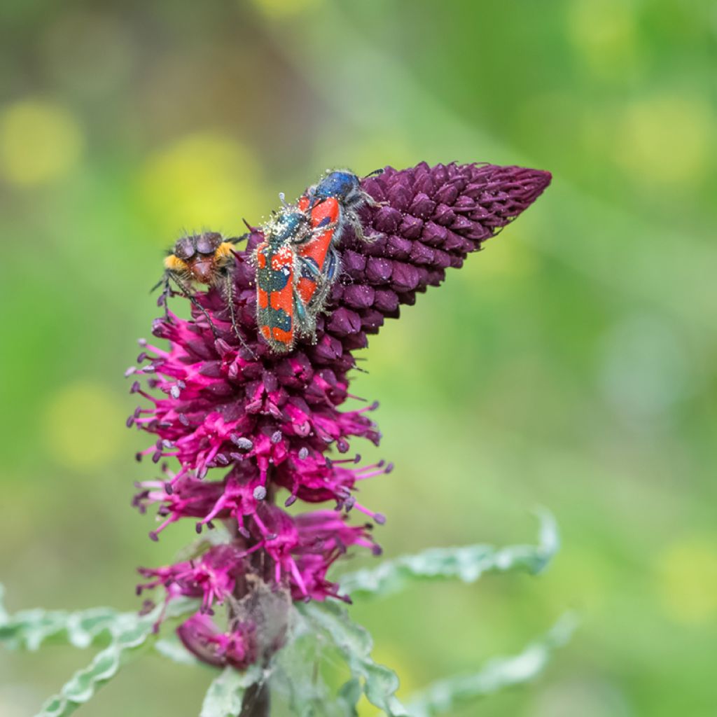 Lysimachia atropurpurea Beaujolais - Purpurroter Gilbweiderich