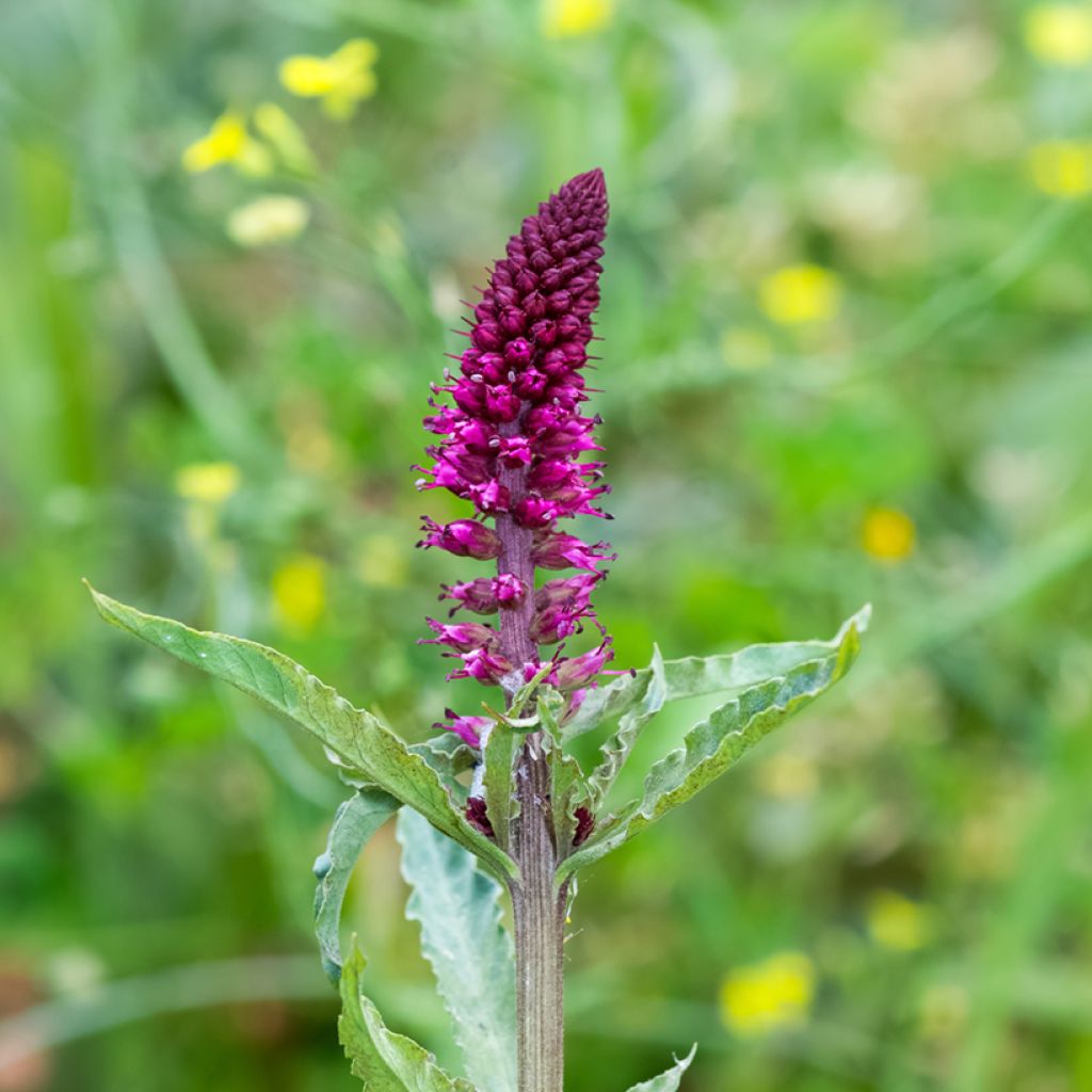 Lysimachia atropurpurea Beaujolais - Purpurroter Gilbweiderich