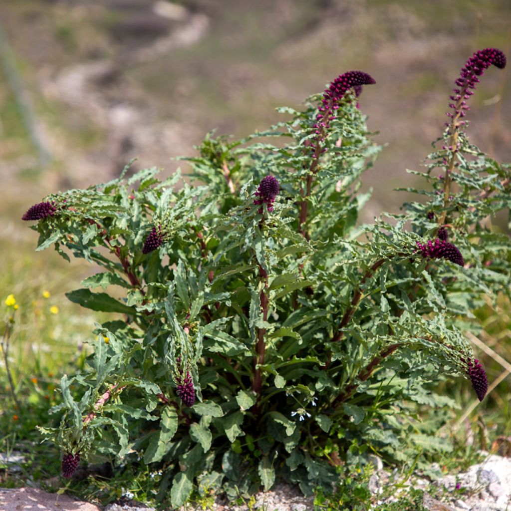 Lysimachia atropurpurea Beaujolais - Purpurroter Gilbweiderich