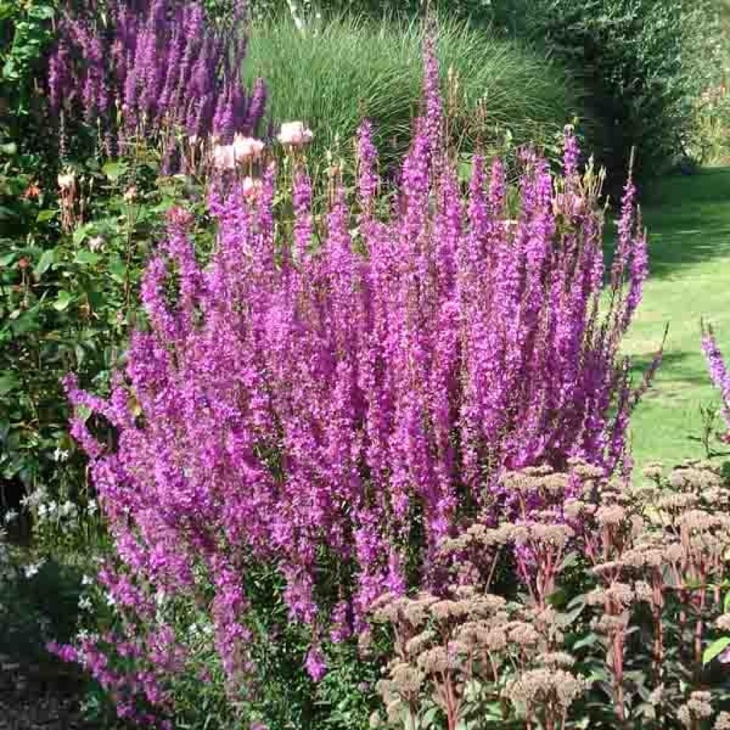 Blut-Weiderich - Lythrum salicaria