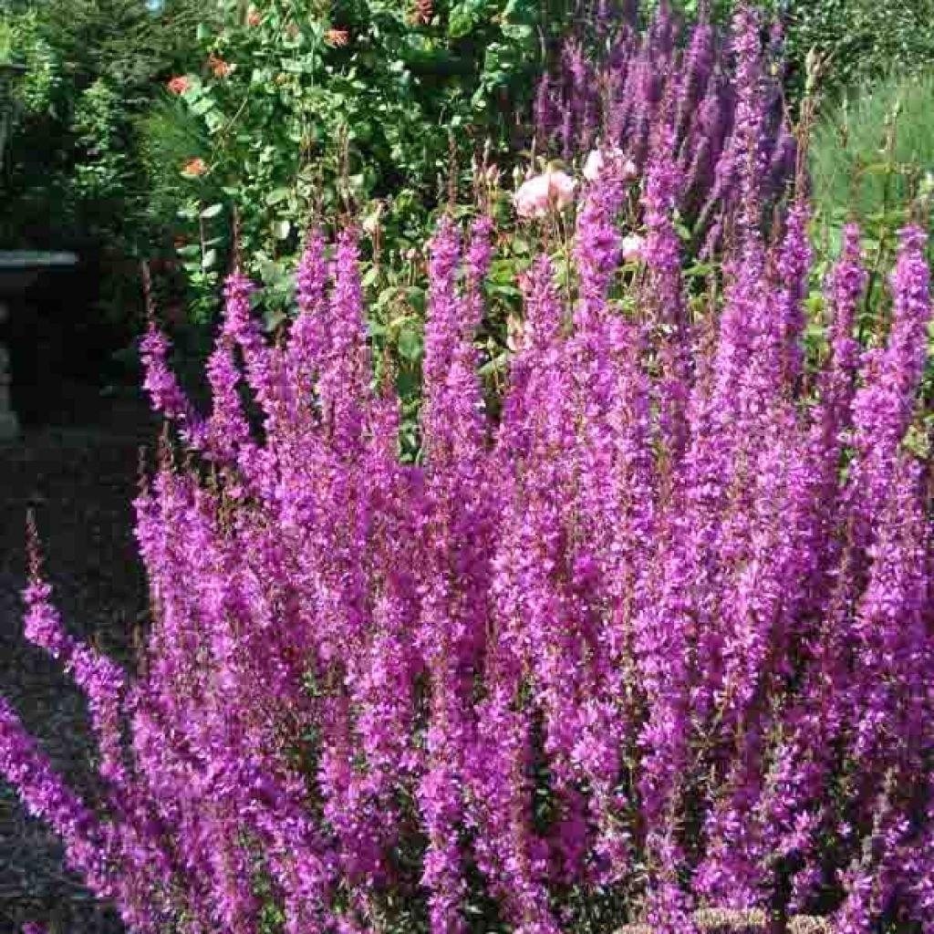 Lythrum salicaria - Salicaire