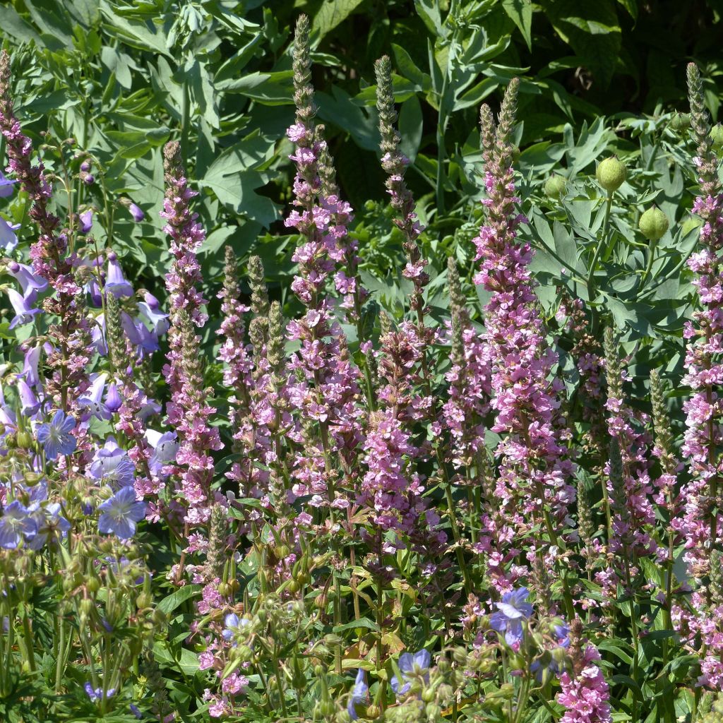 Blut-Weiderich Blush - Lythrum salicaria