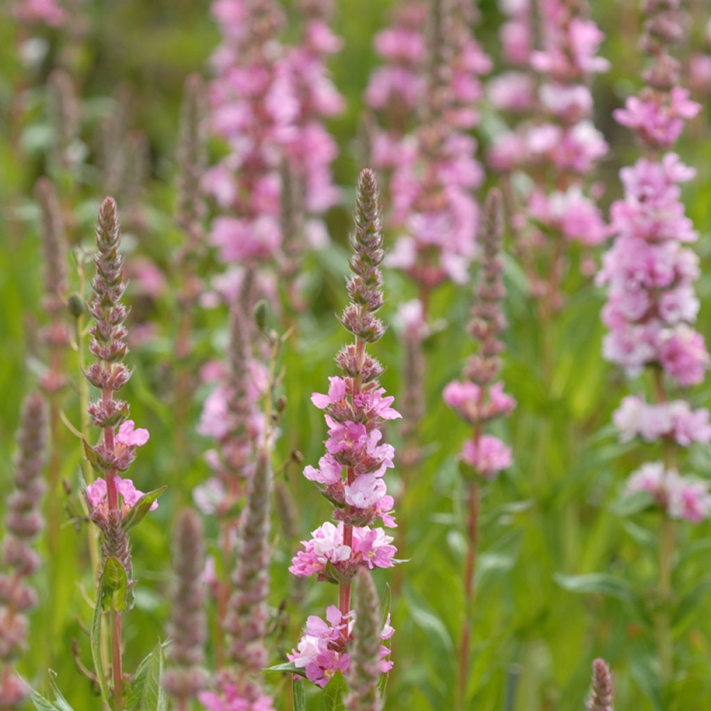 Blut-Weiderich Blush - Lythrum salicaria