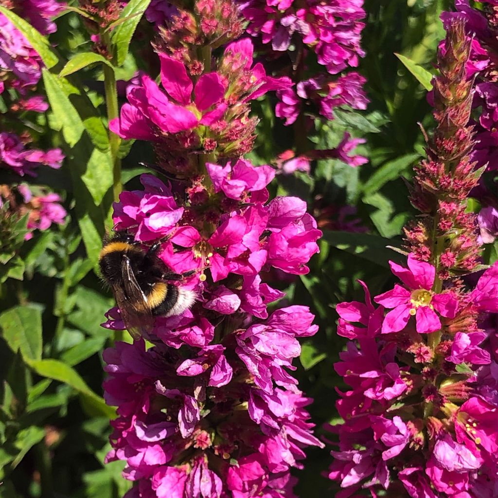 Lythrum salicaria Robert - Salicaire commune