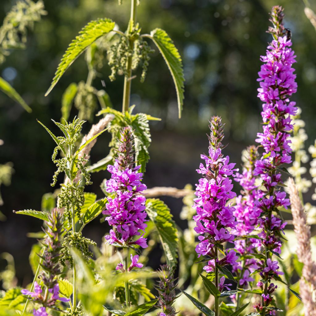 Blut-Weiderich Robert - Lythrum salicaria