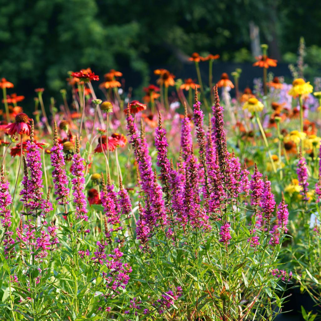 Blut-Weiderich Robert - Lythrum salicaria