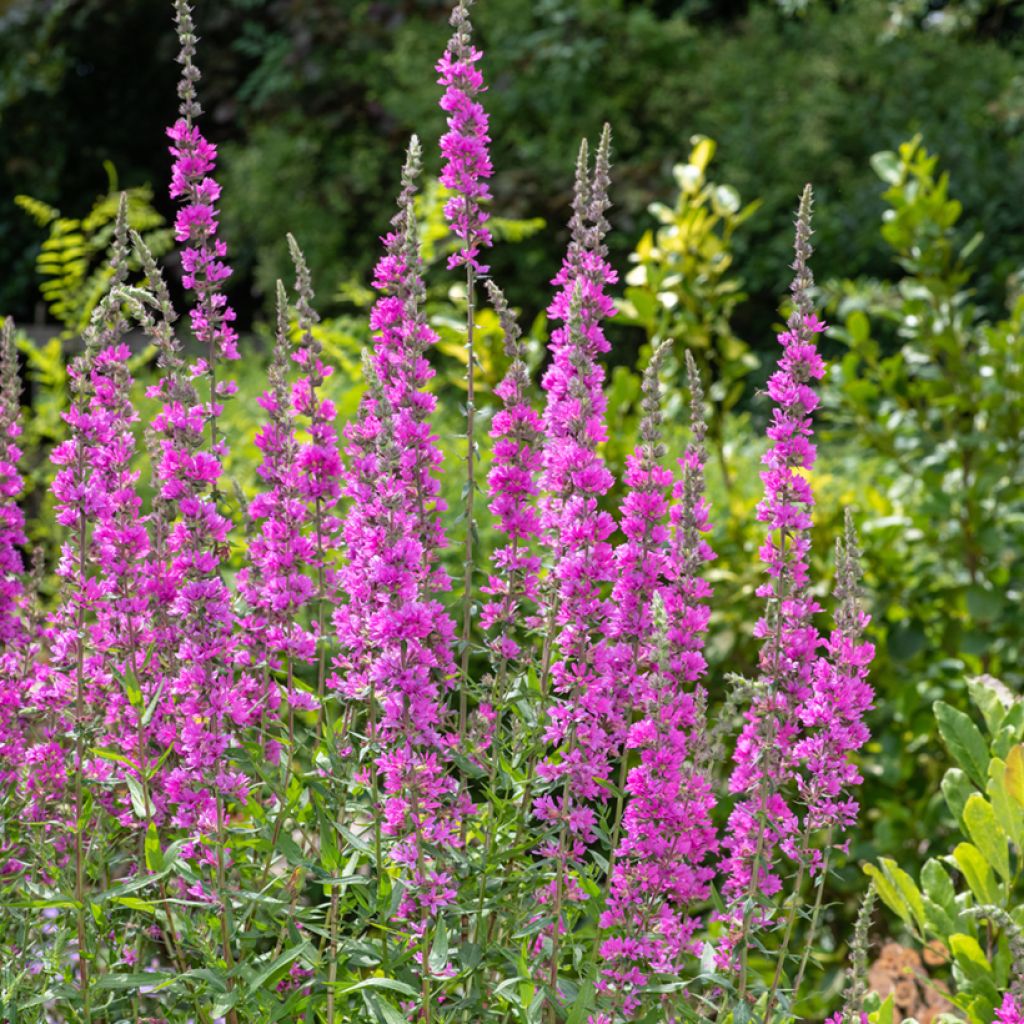 Blut-Weiderich - Lythrum salicaria