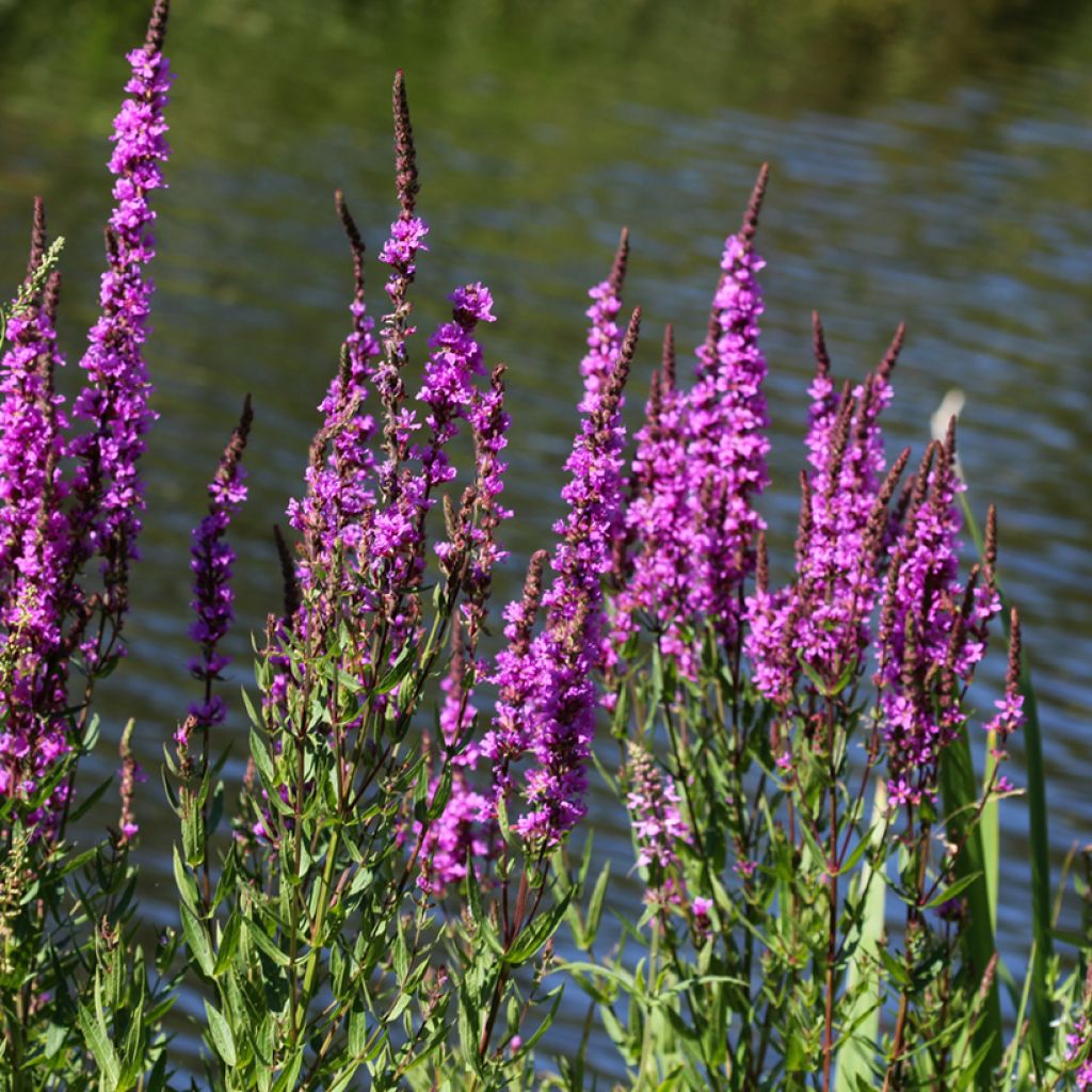 Blut-Weiderich - Lythrum salicaria