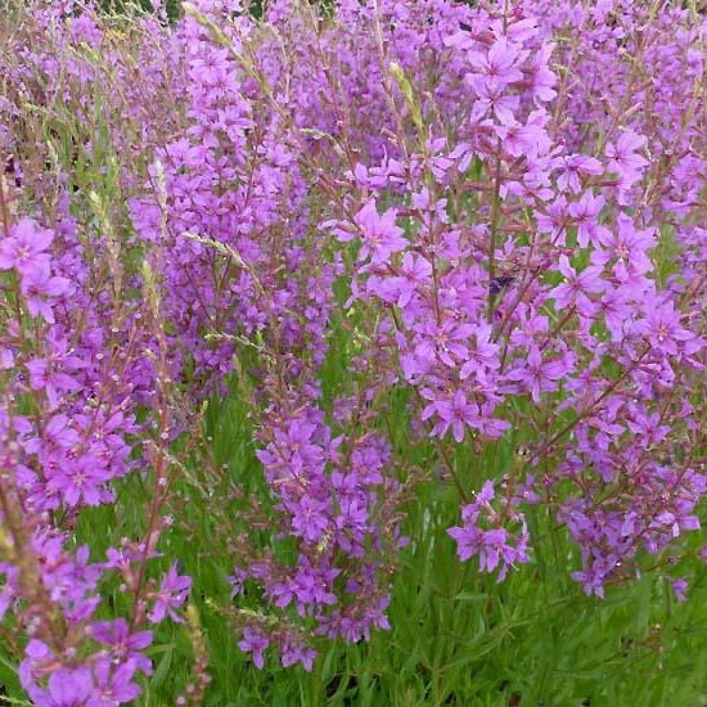 Blut-Weiderich Swirl - Lythrum salicaria