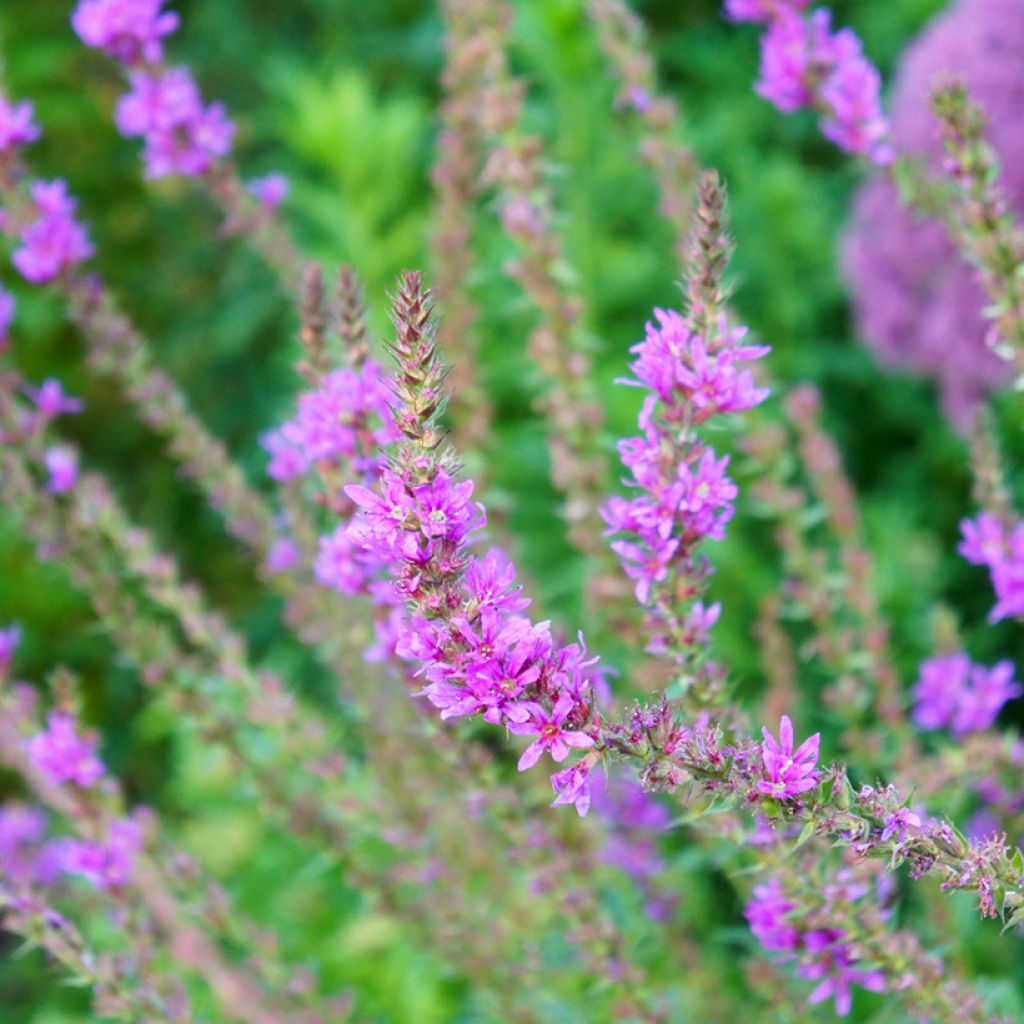 Blut-Weiderich Swirl - Lythrum salicaria