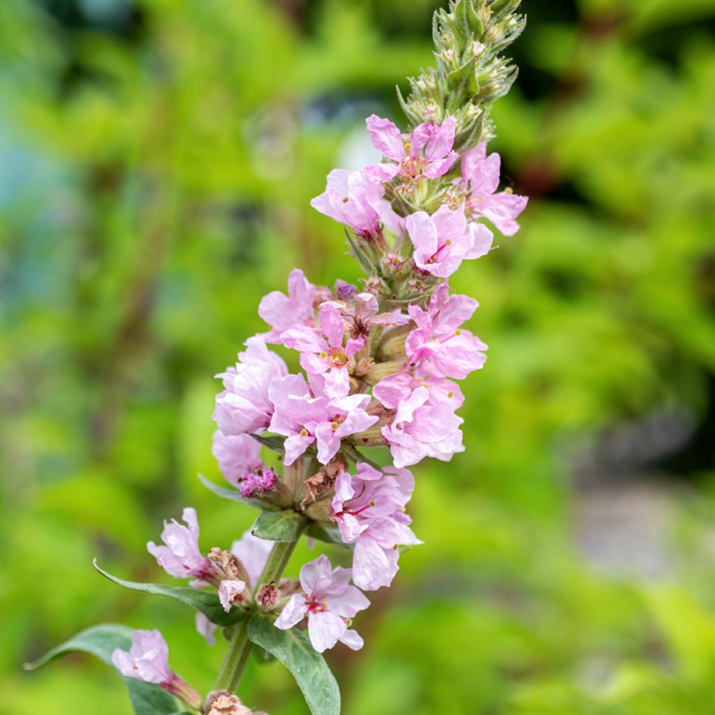 Blut-Weiderich Swirl - Lythrum salicaria