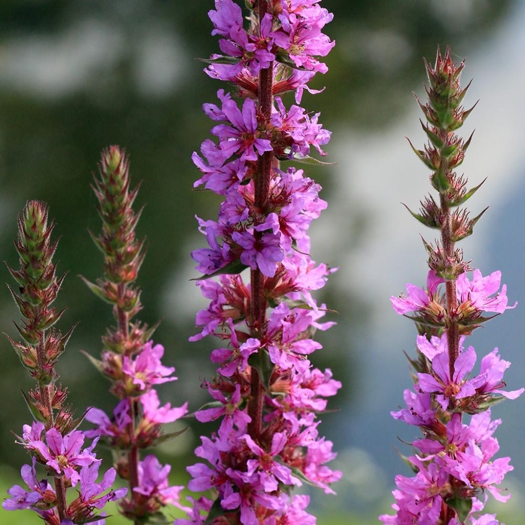 Lythrum salicaria The Beacon - Salicaire commune The Beacon 