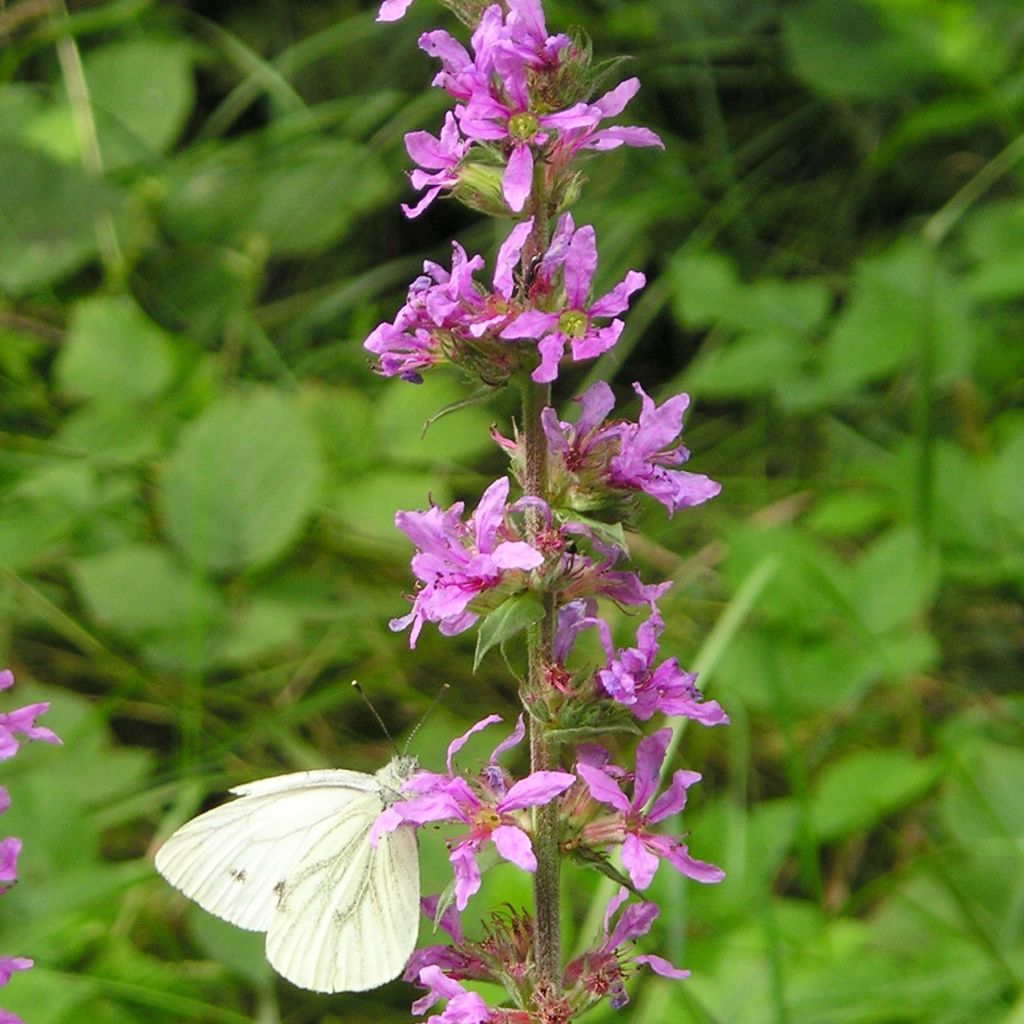 Ruten-Weiderich Dropmore Purple - Lythrum virgatum