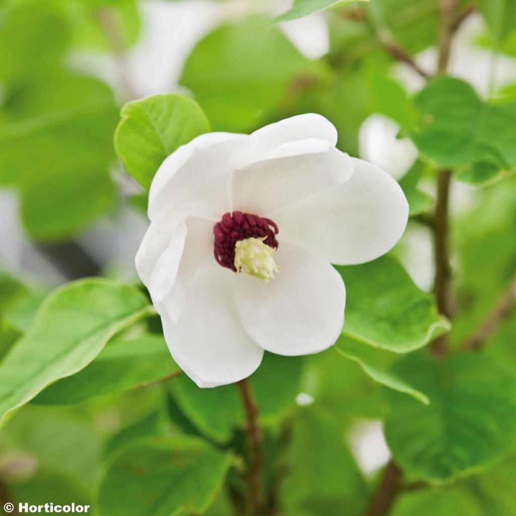 Magnolia sieboldii - Sommer-Magnolie