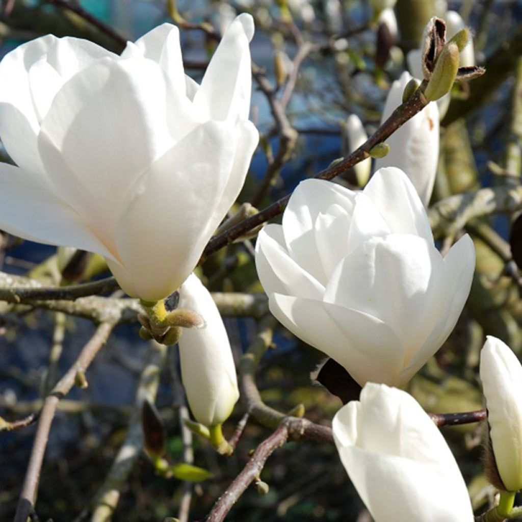 Magnolia Tina Durio - Magnolie