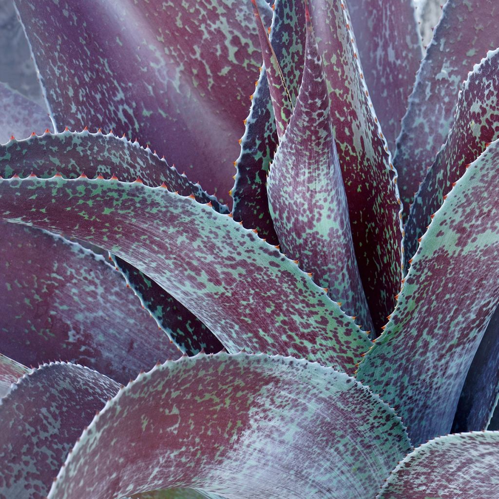 Agave undulata Purple passion