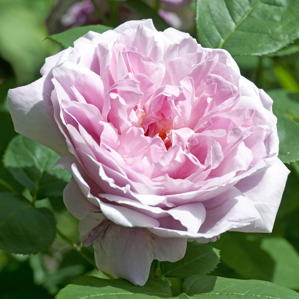 Rosa Mary Rose - Englische Rose