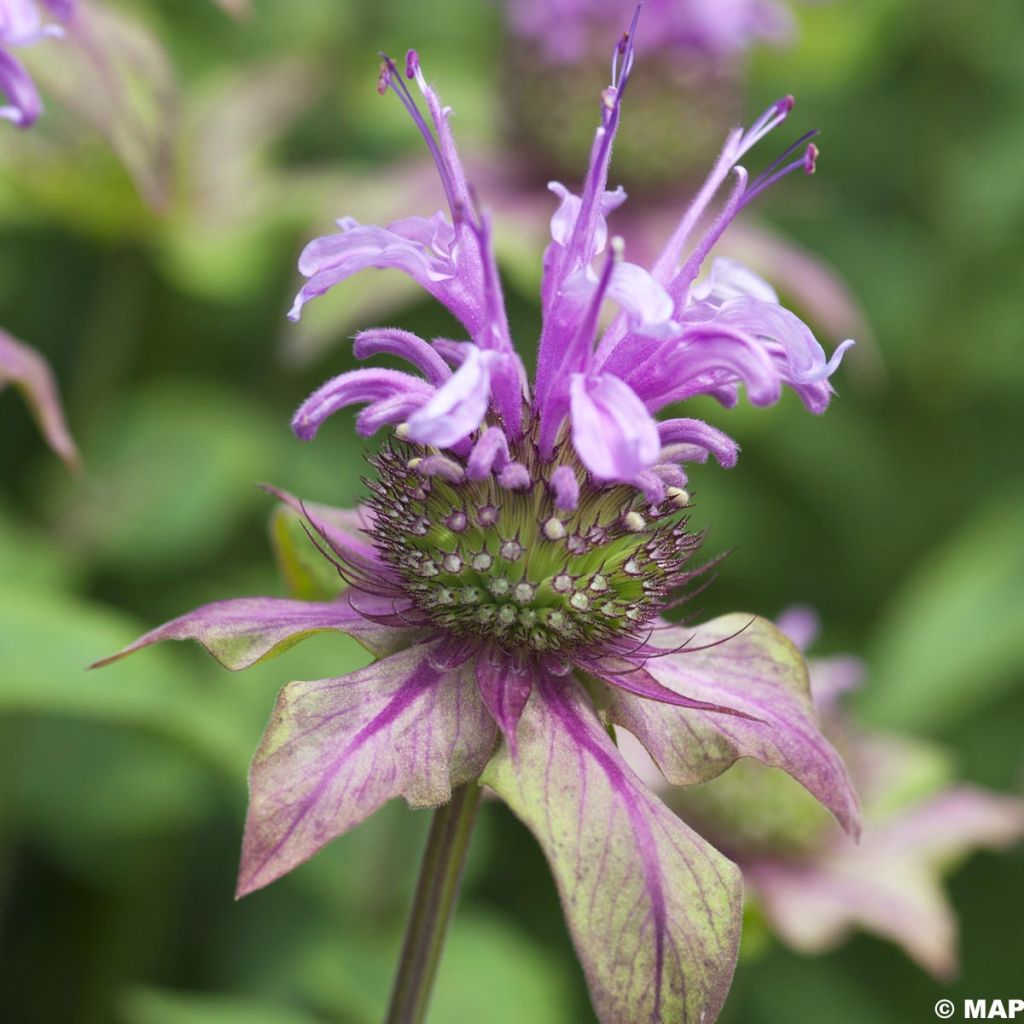 Monarda fistulosa subsp.menthifolia - Indianernessel