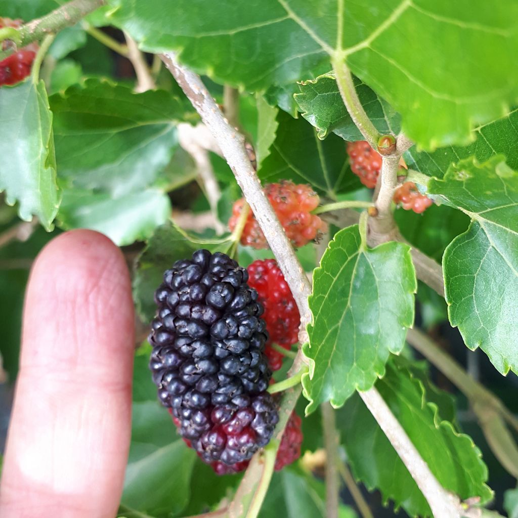 Weißer Maulbeerbaum Milanowek - Morus alba