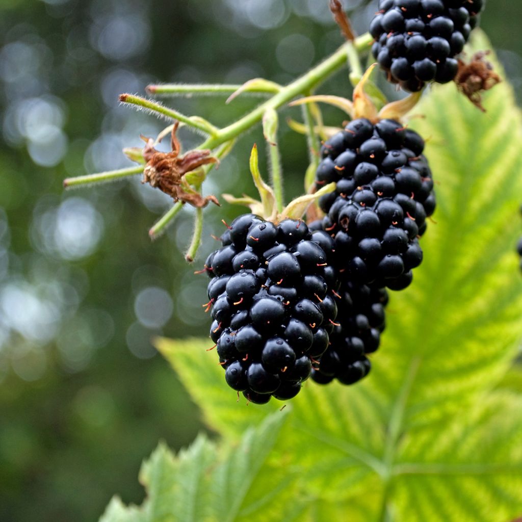 Brombeere Columbia Star