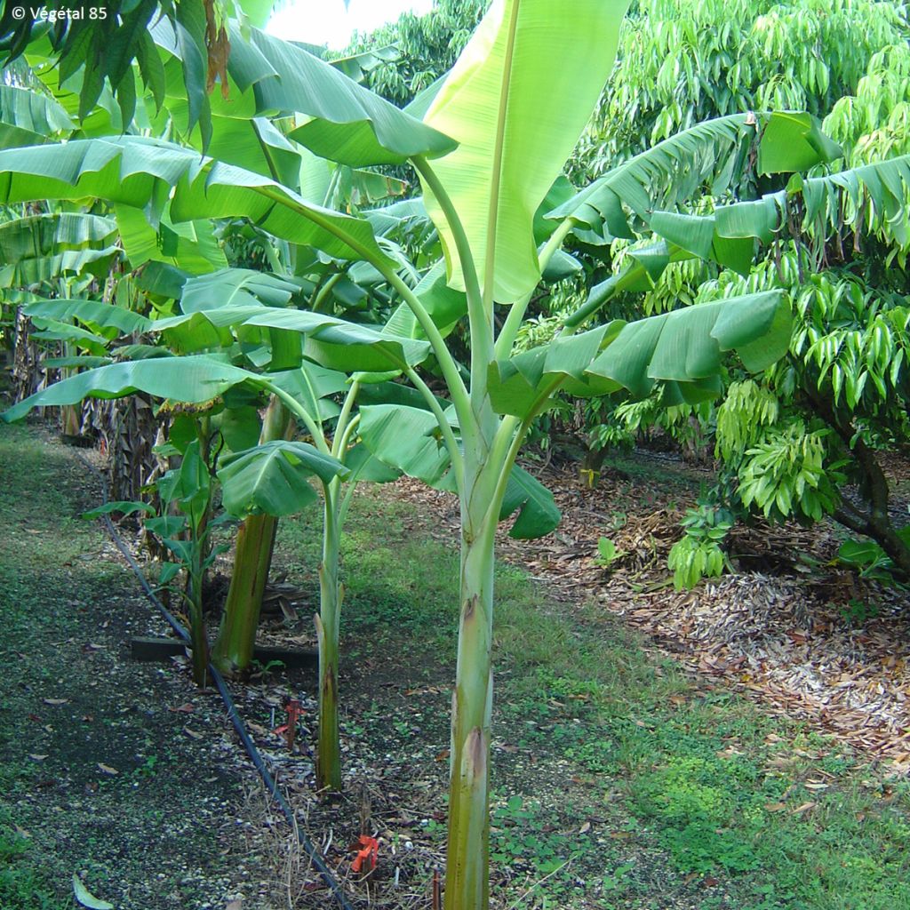 Musa (x) paradisiaca Dwarf Orinoco - Dessertbanane