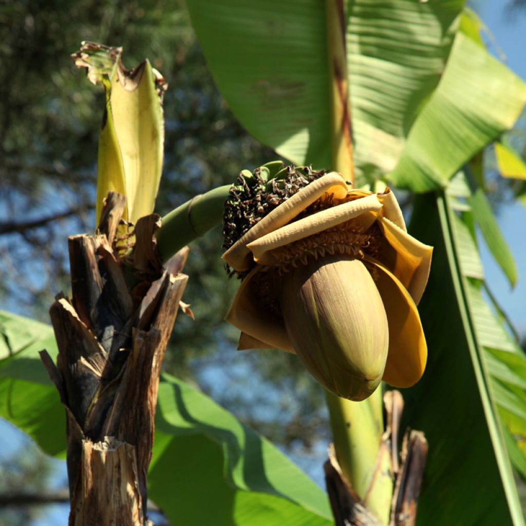 Musa (x) paradisiaca Dwarf Orinoco - Dessertbanane