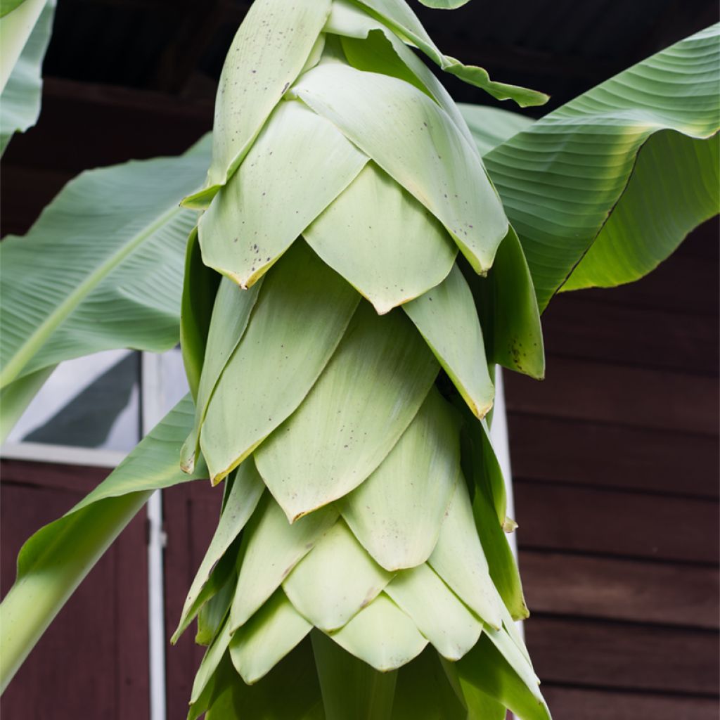 Ensete glaucum - Schneebanane