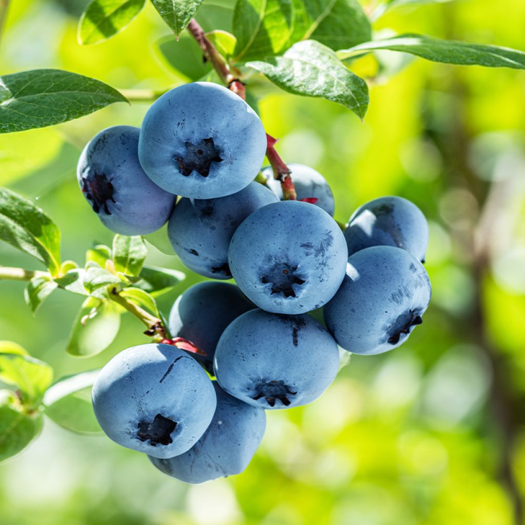 Amerikanische Blaubeere Blues Brothers - Vaccinium corymbosum