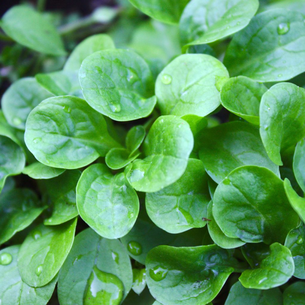 Gewöhnlicher Feldsalat Verte à Coeur Plein Bio