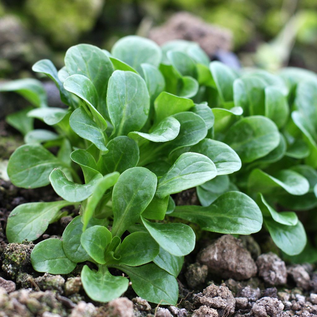 Gewöhnlicher Feldsalat Frost