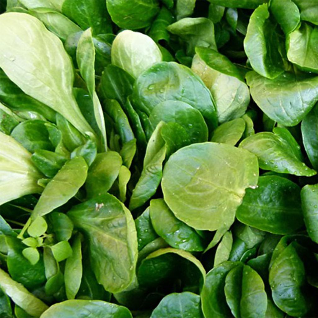 Gewöhnlicher Feldsalat Gala