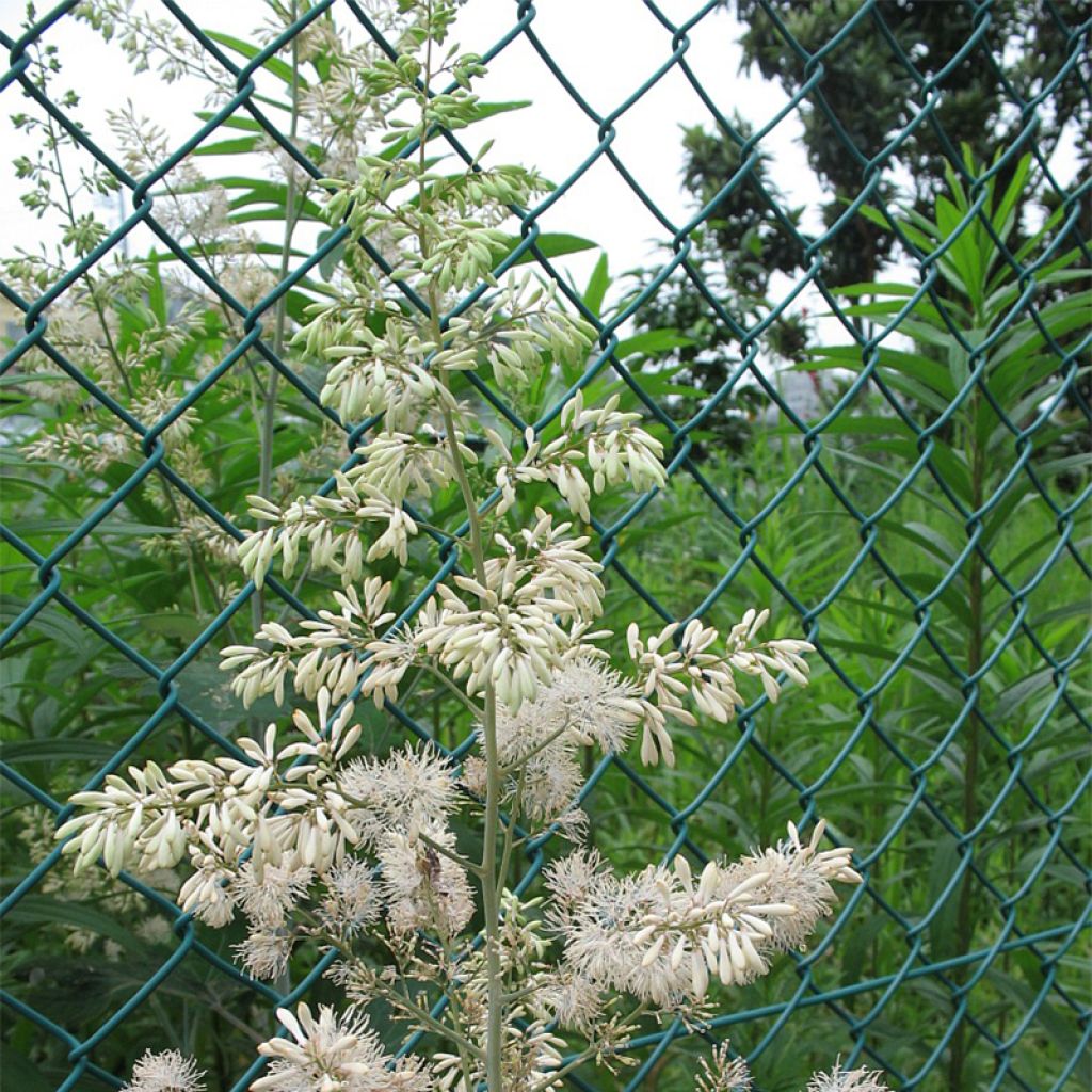 Macleaya cordata - Bocconie cordée