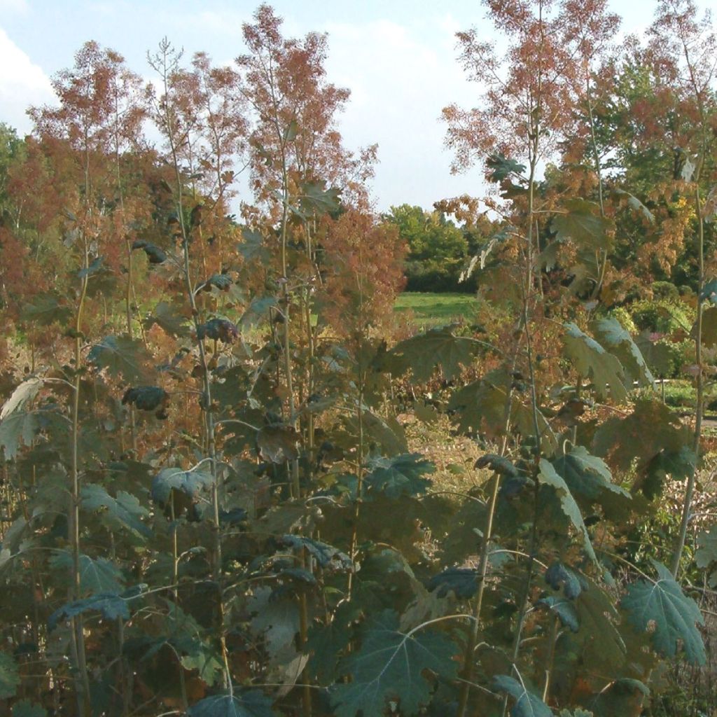 Macleaya microcarpa Kelway's Coral Plume - Roter Federmohn