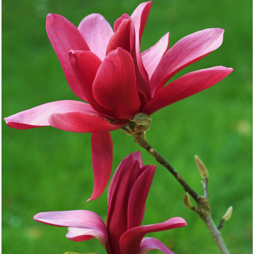 Magnolia Burgundy Star - Magnolie