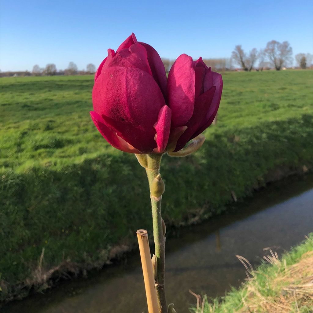 Magnolia soulangeana Emperor - Tulpen-Magnolie