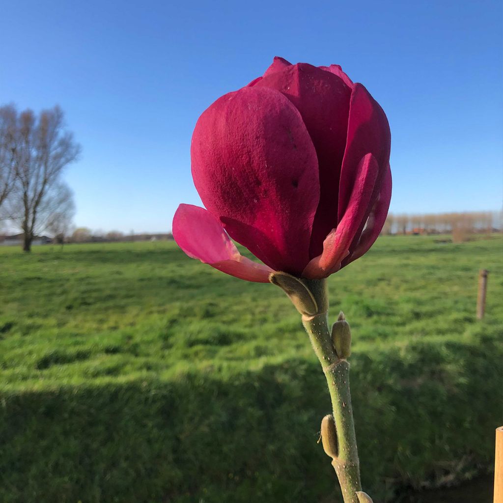 Magnolia soulangeana Emperor - Tulpen-Magnolie