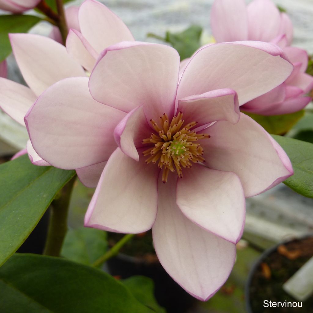 Magnolia Fairy Blush - Magnolie